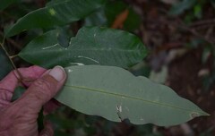 Mischocarpus anodontus