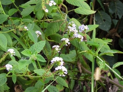 Heliotropium nicotianifolium