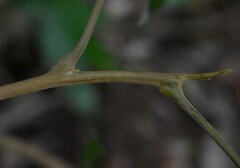 Mischocarpus anodontus