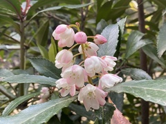 Anopterus glandulosus