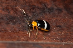 Diabroticina