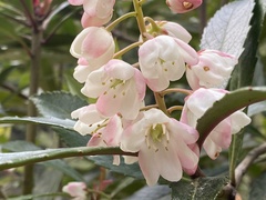 Anopterus glandulosus