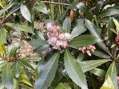 Anopterus glandulosus