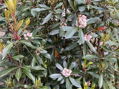 Anopterus glandulosus