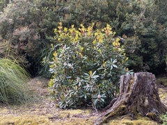 Anopterus glandulosus