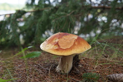 Boletus chippewaensis