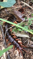 Scolopendra dehaani