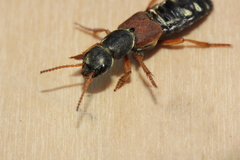 Staphylinus caesareus