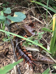 Scolopendra dehaani