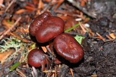 Tubaria punicea