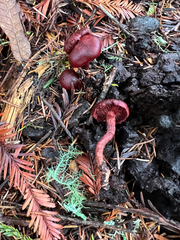 Tubaria punicea