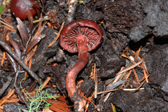 Tubaria punicea