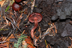 Tubaria punicea