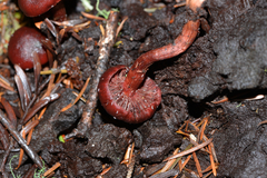 Tubaria punicea