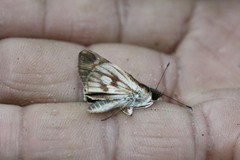 Vettius fantasos