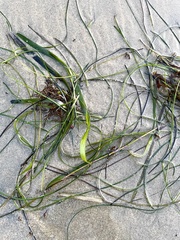 Zosteraceae