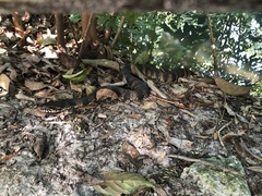 Nerodia fasciata pictiventris