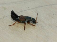 Staphylinus caesareus