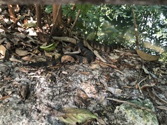 Nerodia fasciata pictiventris