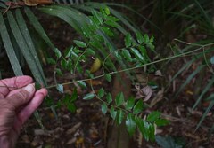 Ventilago ecorollata