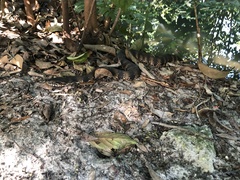 Nerodia fasciata pictiventris