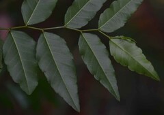 Ventilago ecorollata