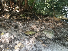 Nerodia fasciata pictiventris