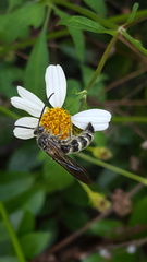 Dielis plumipes
