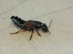 Staphylinus caesareus