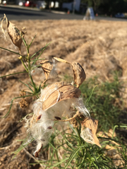 Asclepias fascicularis