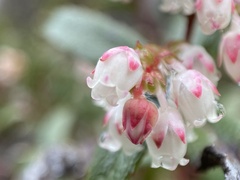 Gaultheria hispida