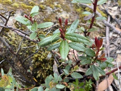 Gaultheria hispida