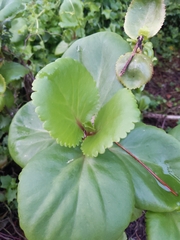 Bergenia crassifolia
