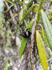 Bombus funebris