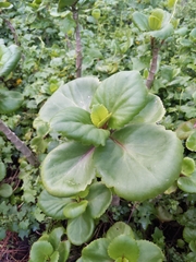 Bergenia crassifolia