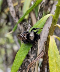 Bombus funebris