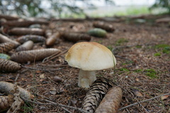 Boletus chippewaensis