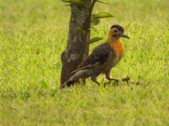 Colaptes campestris