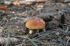 Boletus chippewaensis