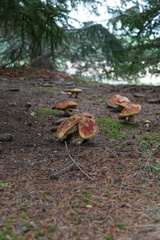 Boletus chippewaensis