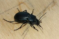 Carabus convexus