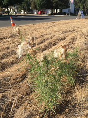 Asclepias fascicularis