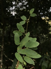 Bauhinieae