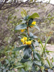 Berberis boliviana