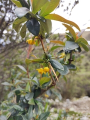 Berberis boliviana