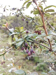 Berberis boliviana