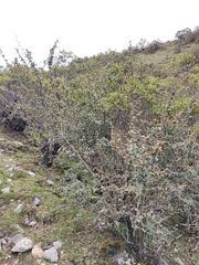 Berberis boliviana