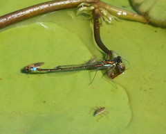 Austrocnemis splendida