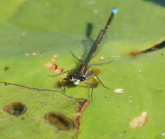 Austrocnemis splendida