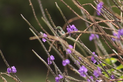 Chlorostilbon melanorhynchus